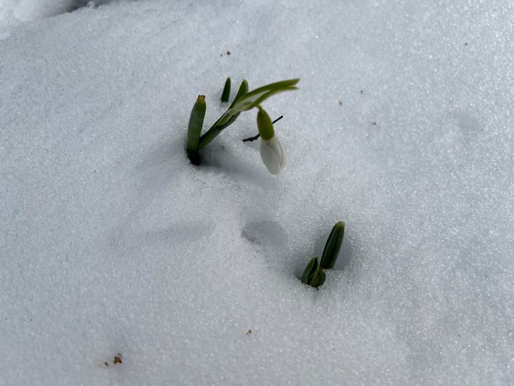 Northern Michigan Gardening: Embracing Spring’s&nbsp;Arrival
