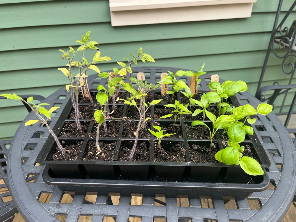 Sowing Tomatoes and Peppers Indoors: My Spring Gardening&nbsp;Journey