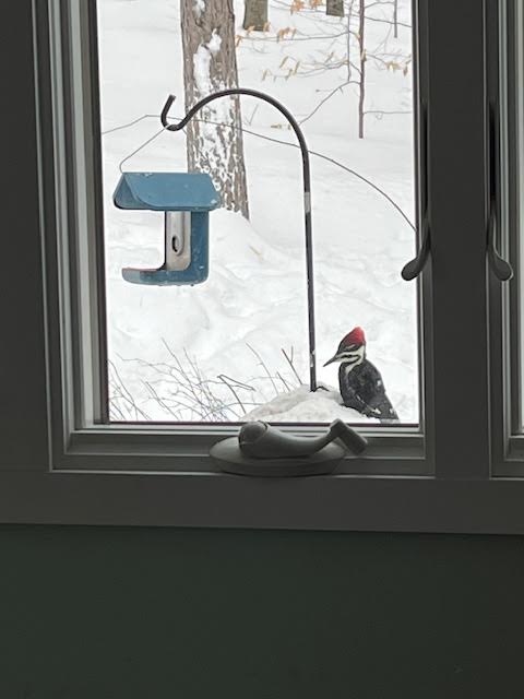 Visit from Spirit&nbsp;Animal