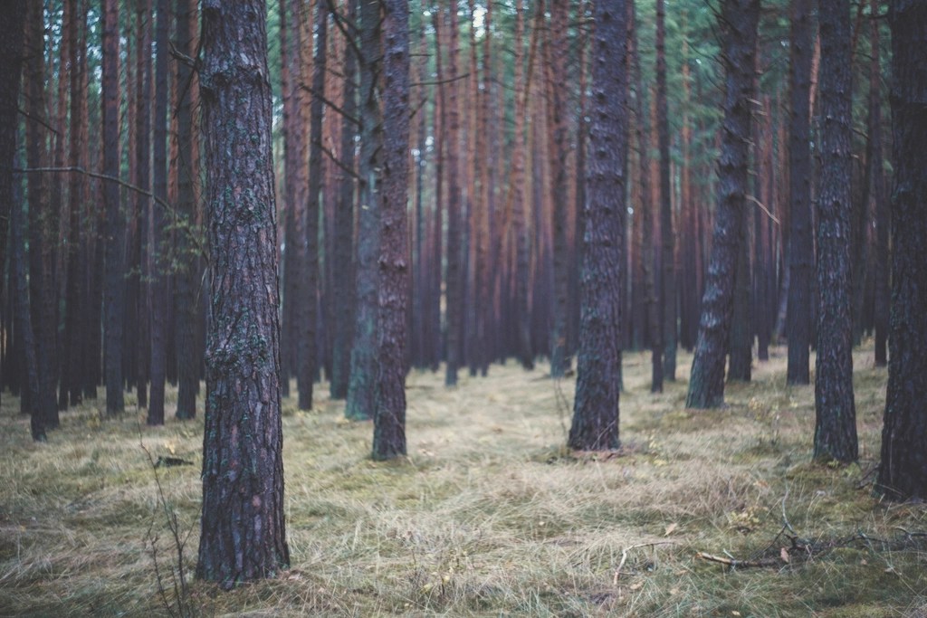 Late Spring Forest life
