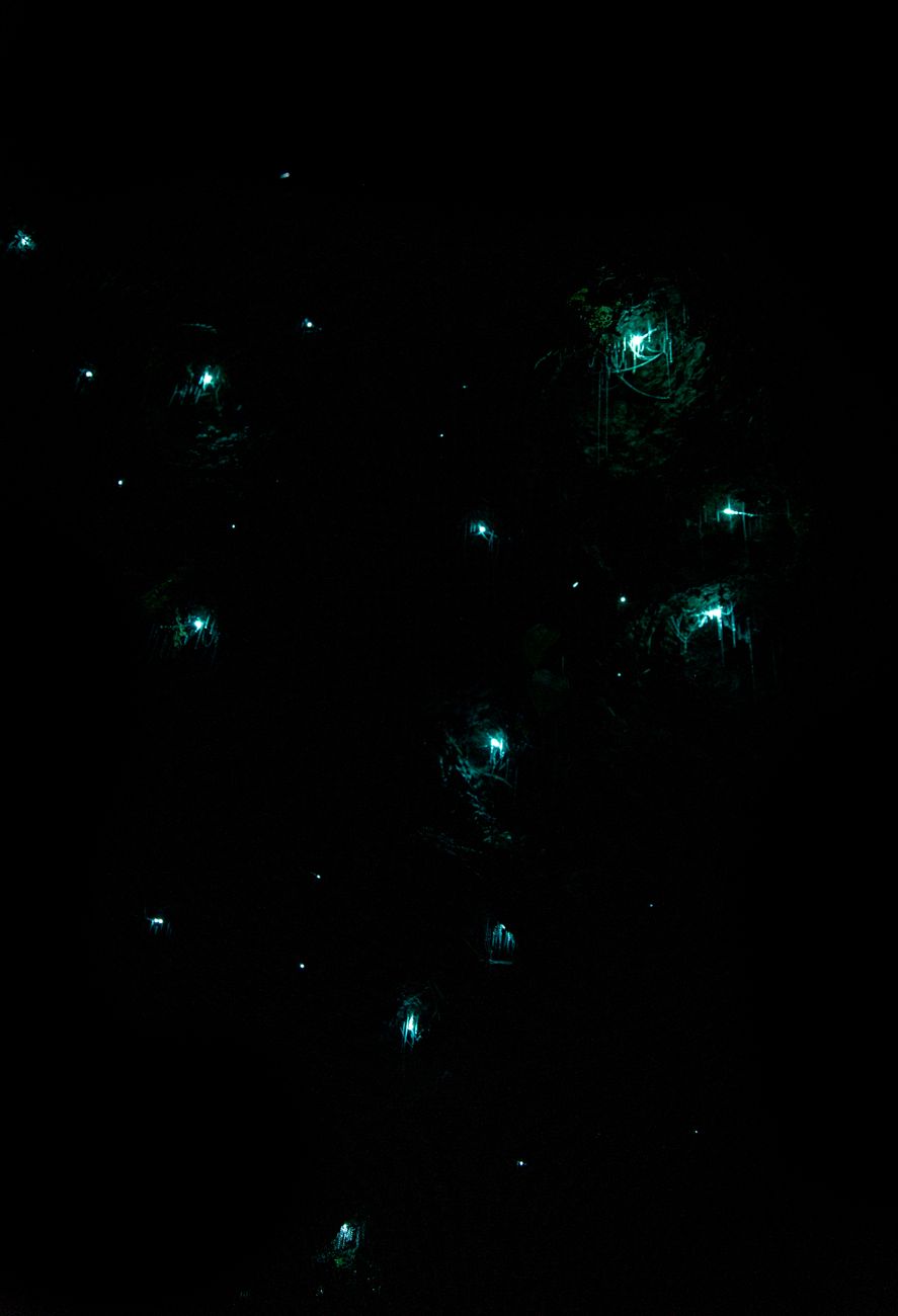 Fireflies