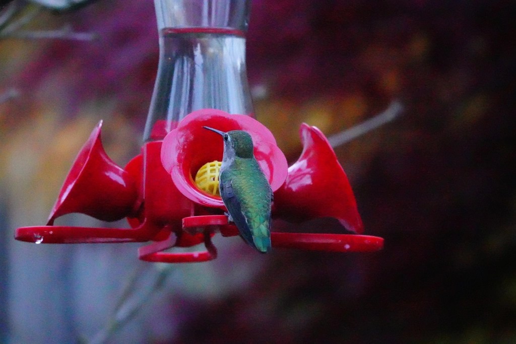 Bees and Hummingbirds