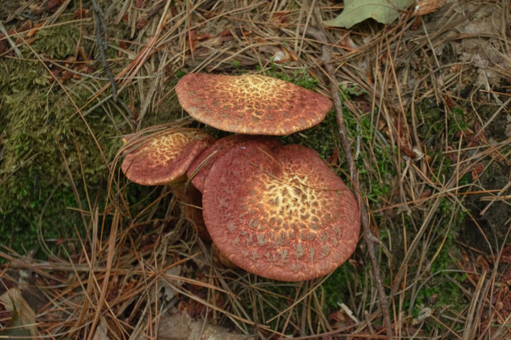 Mushroom Bouquet