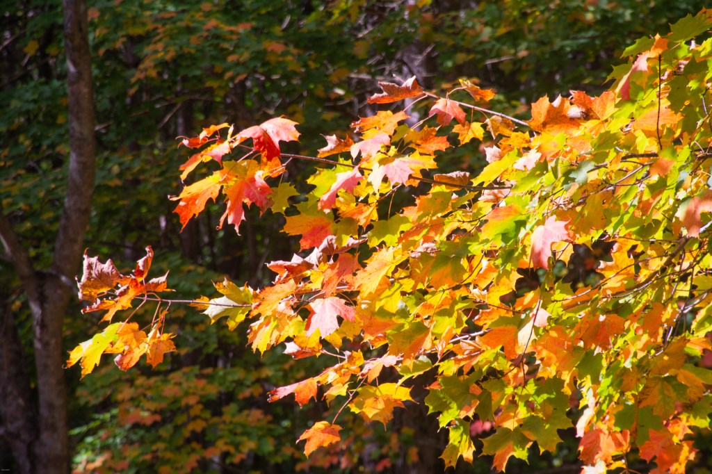 Autumn