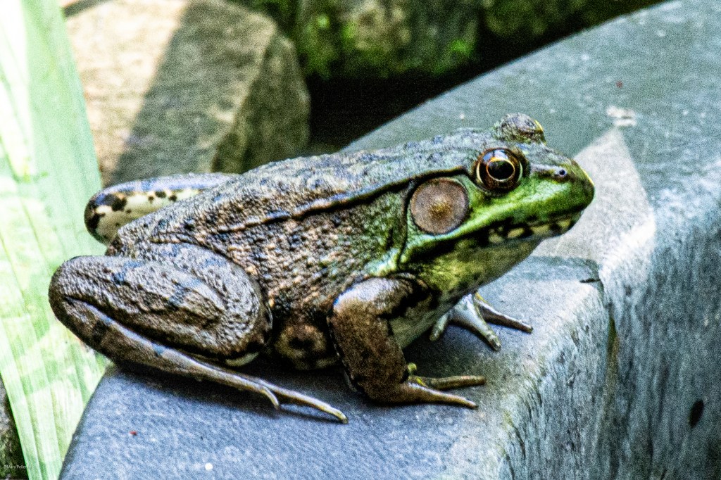 Puttering